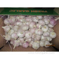 Normal White Garlic New 2019 Fresh